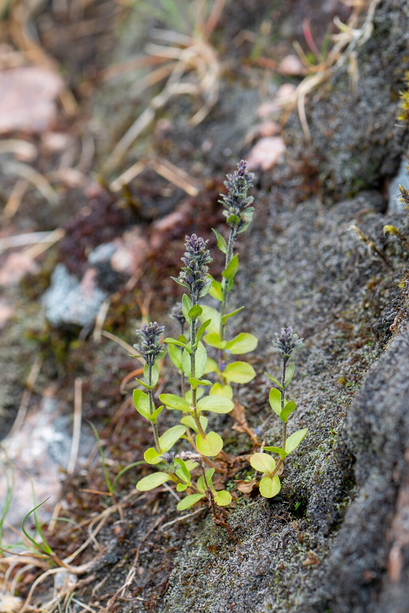 David Plant Photography - Wildlife Photography - Alpine speedwell - D.jpg - Alpine speedwell - Cairngorms