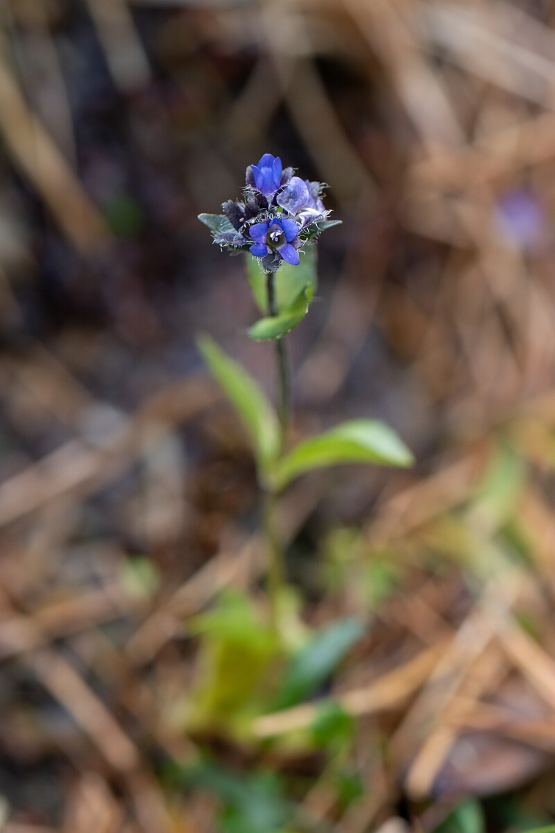 David Plant Photography - Wildlife Photography - Alpine speedwell - E.jpg - Alpine speedwell - Cairngorms