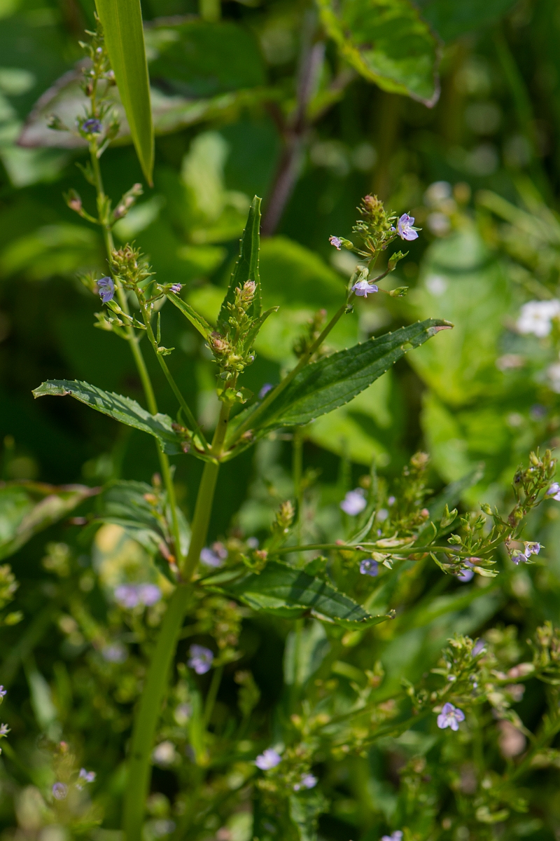 David Plant Photography - Wildlife Photography - Blue water-speedwell - A.JPG - Blue water speedwell - Oxfordshire