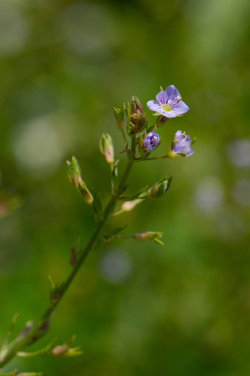 David Plant Photography - Wildlife Photography - Blue water-speedwell - B.JPG - Blue water speedwell - Oxfordshire