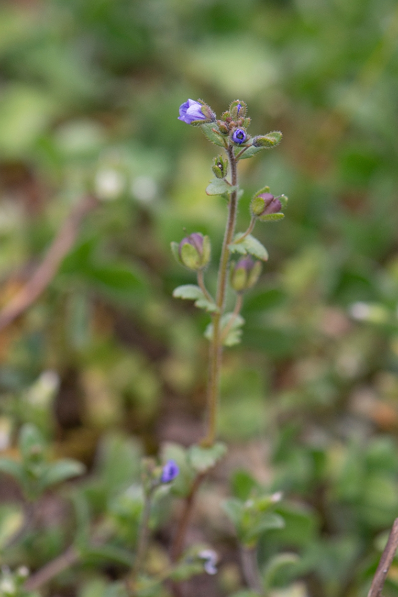 David Plant Photography - Wildlife Photography - Breckland speedwell - A.JPG - Breckland speedwell - Norfolk