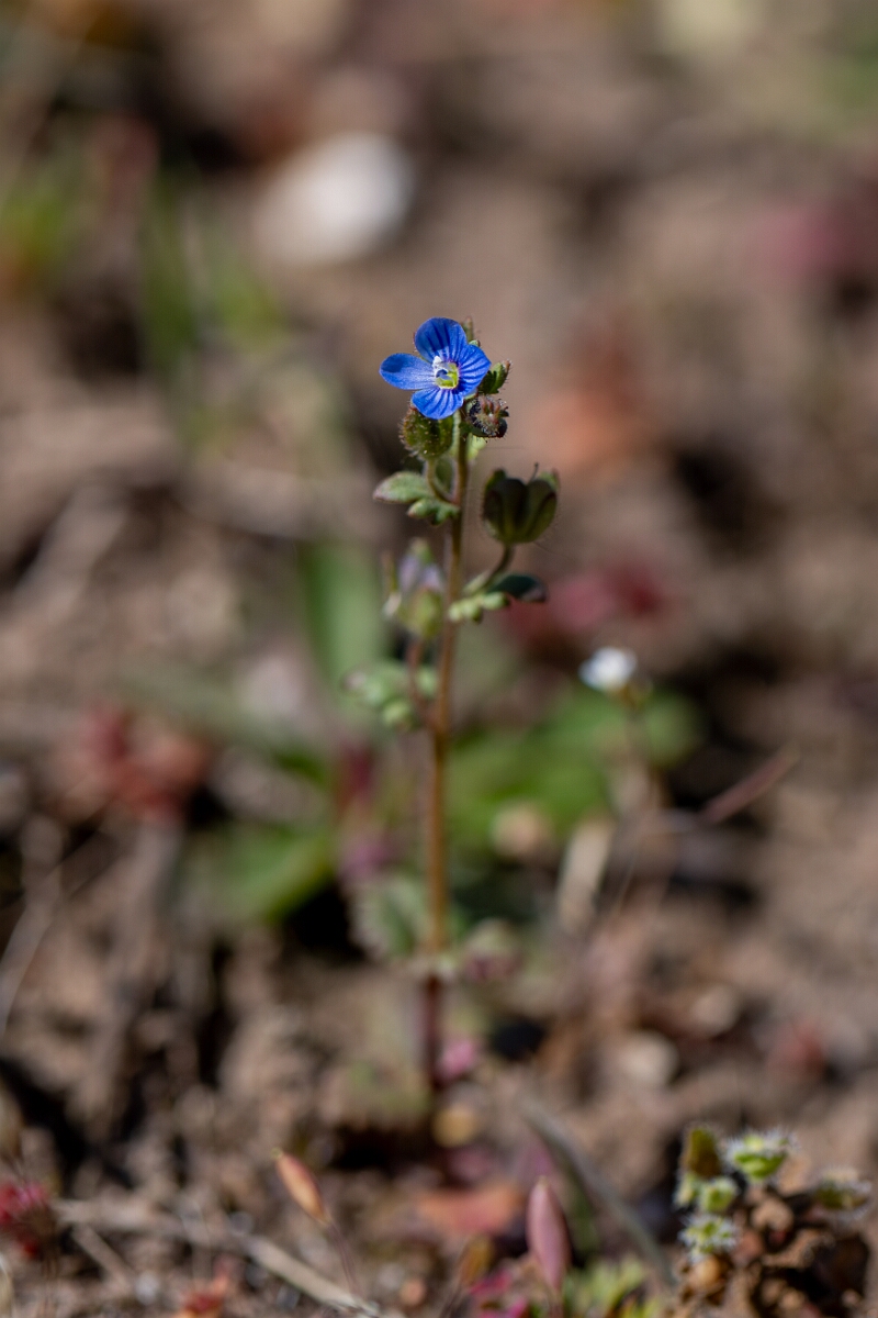 David Plant Photography - Wildlife Photography - Breckland speedwell - C.jpg - Breckland speedwell - Suffolk