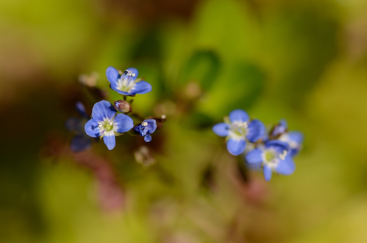David Plant Photography - Wildlife Photography - Brooklime - C.jpg - Brooklime flowers - Cotswolds