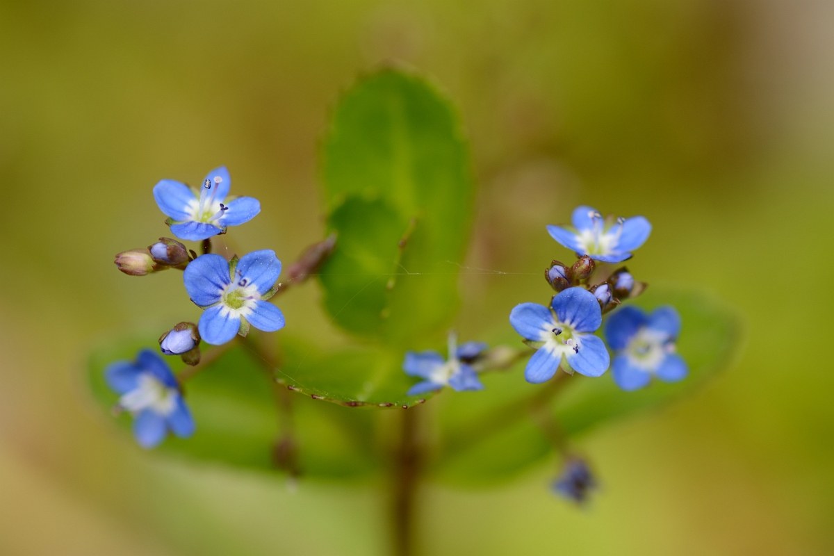 David Plant Photography - Wildlife Photography - Brooklime - D.jpg - Brooklime - Cotswolds
