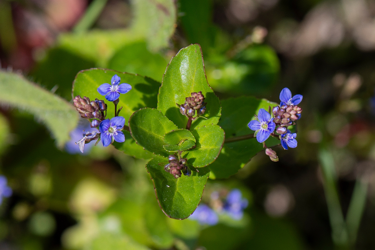 David Plant Photography - Wildlife Photography - Brooklime - E.JPG - Brooklime - Oxfordshire