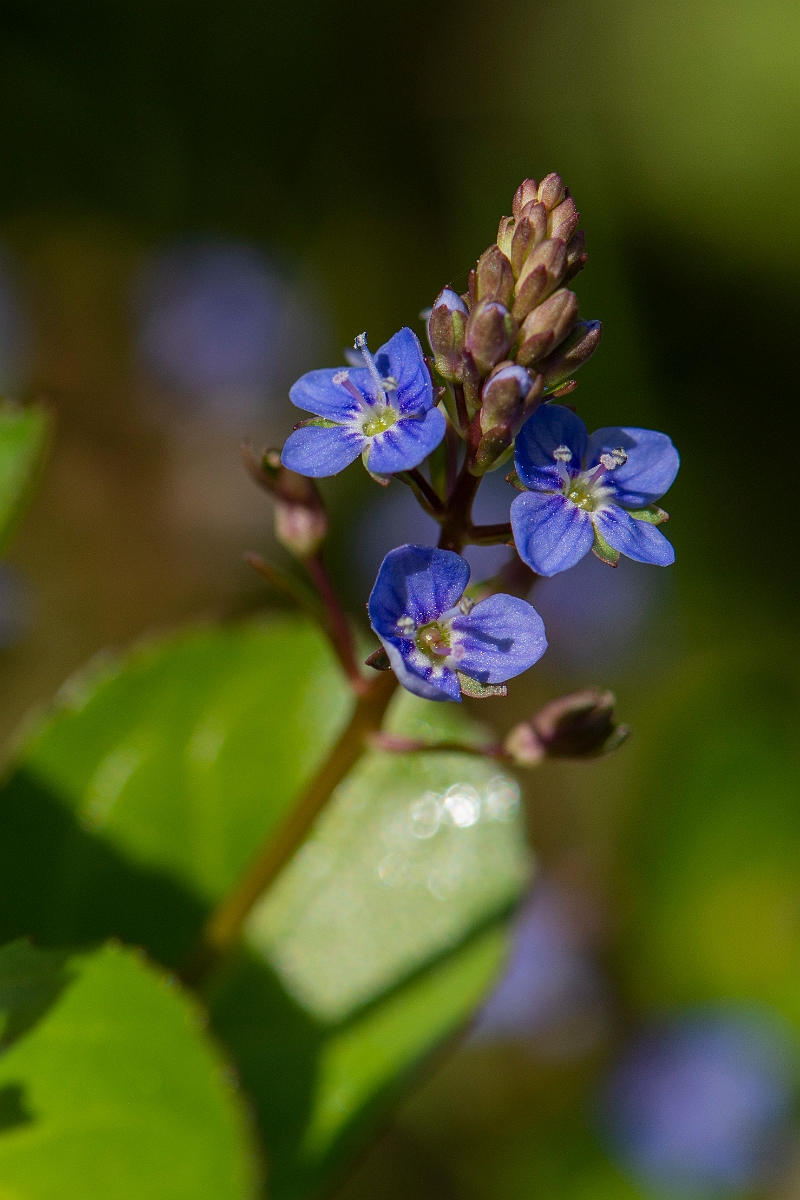 David Plant Photography - Wildlife Photography - Brooklime - G.JPG - Brooklime - Oxfordshire