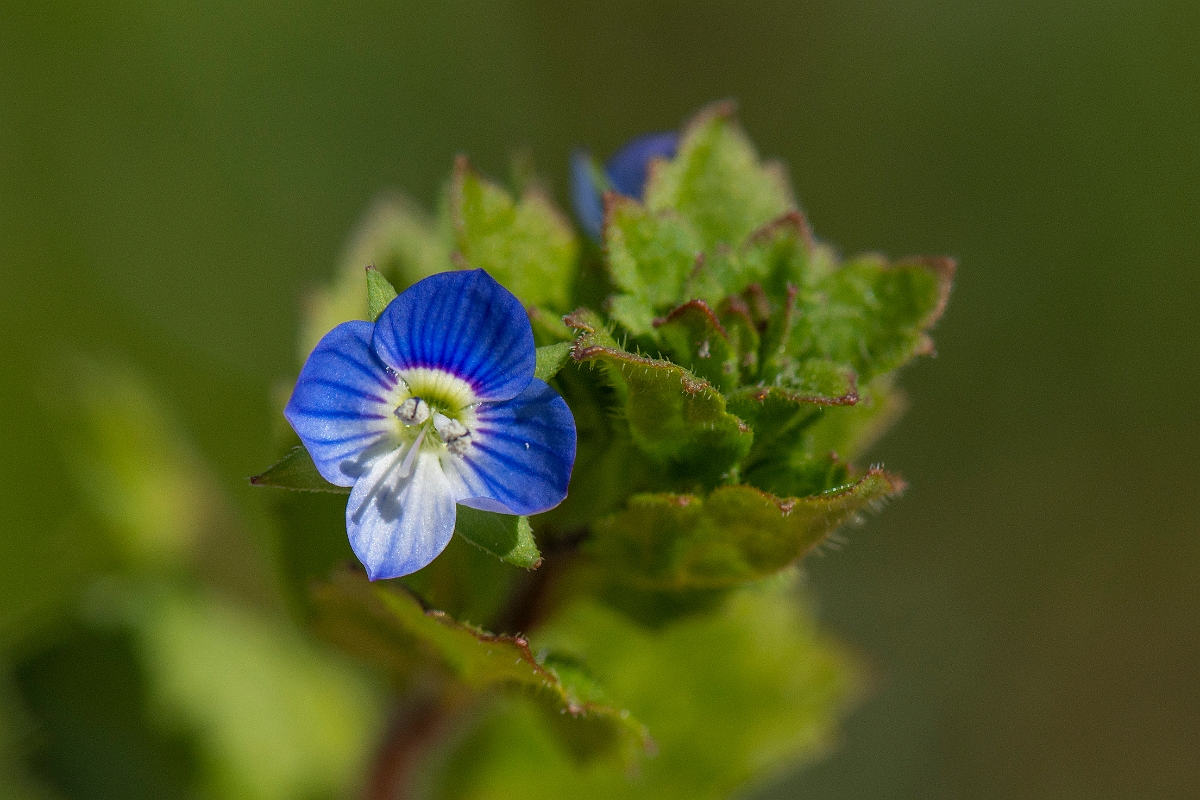David Plant Photography - Wildlife Photography - Common field speedwell - B.JPG - Common field speedwell flower - Cambridgeshire