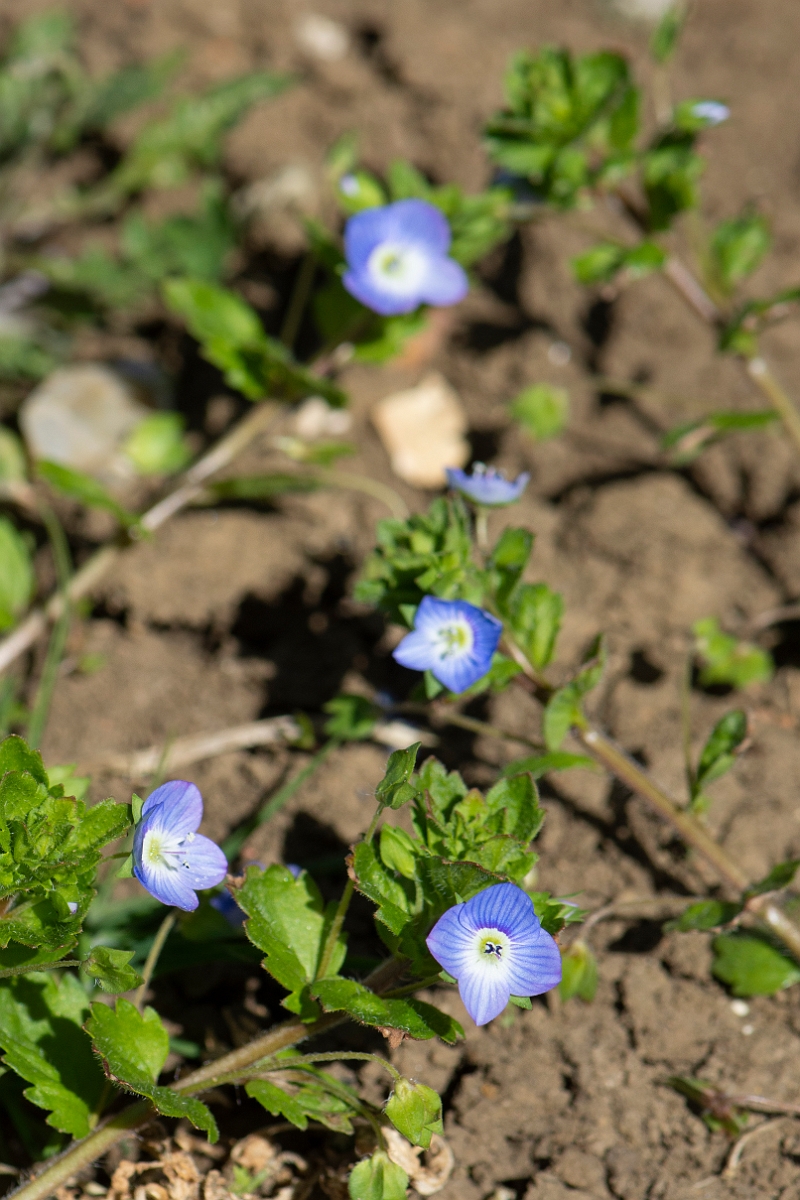 David Plant Photography - Wildlife Photography - Common field speedwell - C.JPG - Common field speedwell plant - Cambridgeshire