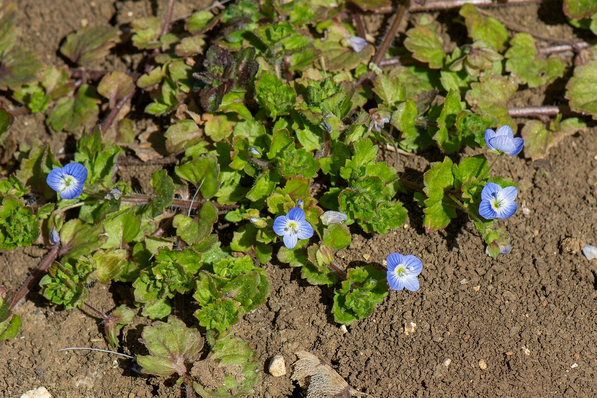 David Plant Photography - Wildlife Photography - Common field speedwell - D.JPG - Common field speedwell plant - Cambridgeshire