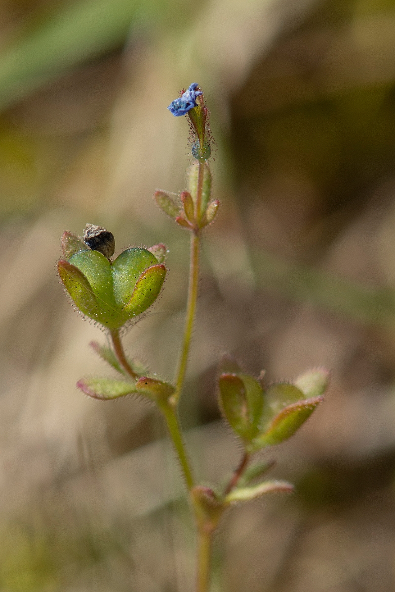 David Plant Photography - Wildlife Photography - Fingered speedwell - A.JPG - Fingered speedwell, seed - Norfolk
