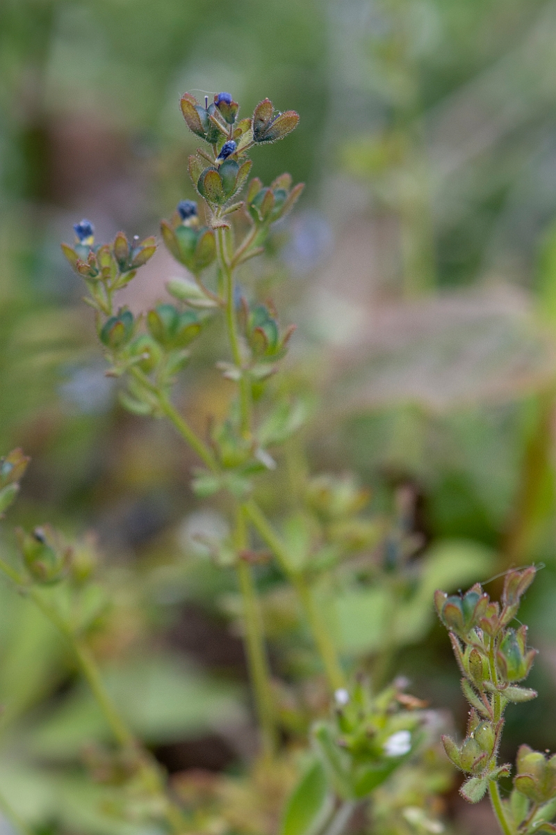David Plant Photography - Wildlife Photography - Fingered speedwell - B.JPG - Fingered speedwell, seeds - Norfolk