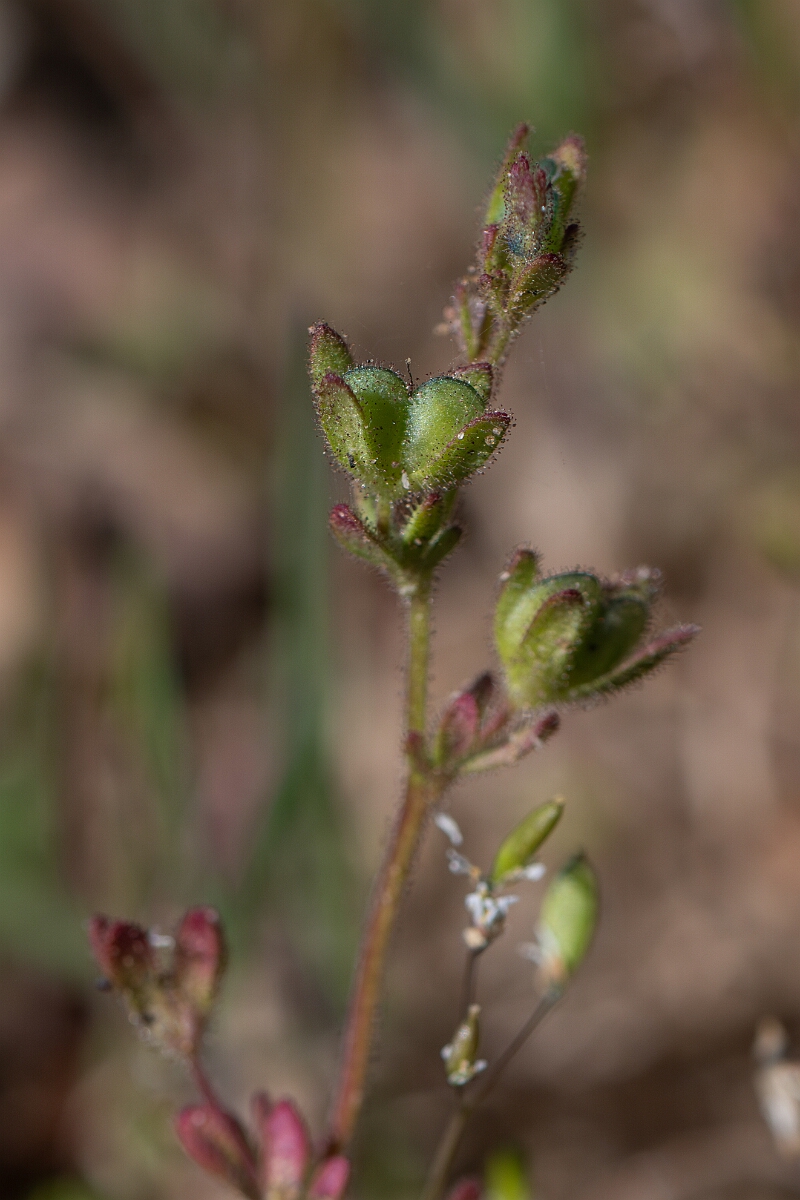 David Plant Photography - Wildlife Photography - Fingered speedwell - D.jpg - Fingered speedwell - Suffolk