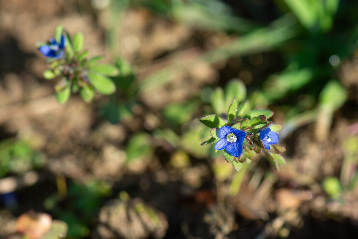 David Plant Photography - Wildlife Photography - Fingered speedwell - F.jpg - Fingered speedwell - Suffolk