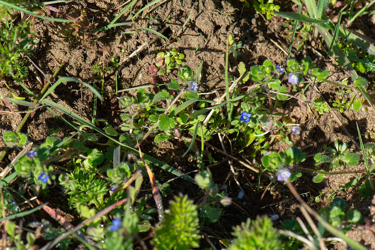 David Plant Photography - Wildlife Photography - Fingered speedwell - H.jpg - Fingered speedwell - Suffolk