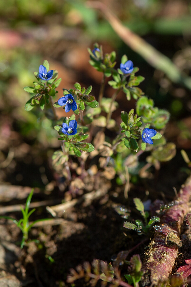 David Plant Photography - Wildlife Photography - Fingered speedwell - J.jpg - Fingered speedwell - Suffolk