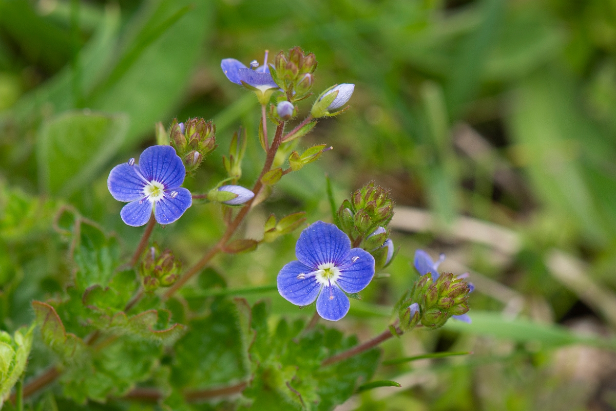 David Plant Photography - Wildlife Photography - Germander speedwell - D.JPG - Germander speedwell - Cambridgeshire