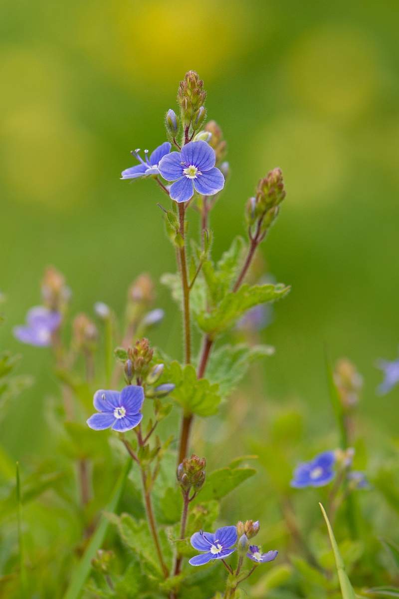 David Plant Photography - Wildlife Photography - Germander speedwell - F.JPG - Germander speedwell - Cambridgeshire