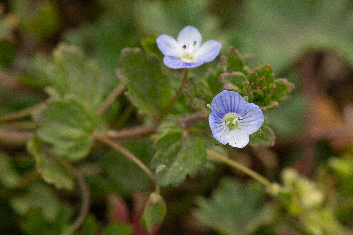David Plant Photography - Wildlife Photography - Green field speedwell - C.JPG - Green field speedwell - Suffolk