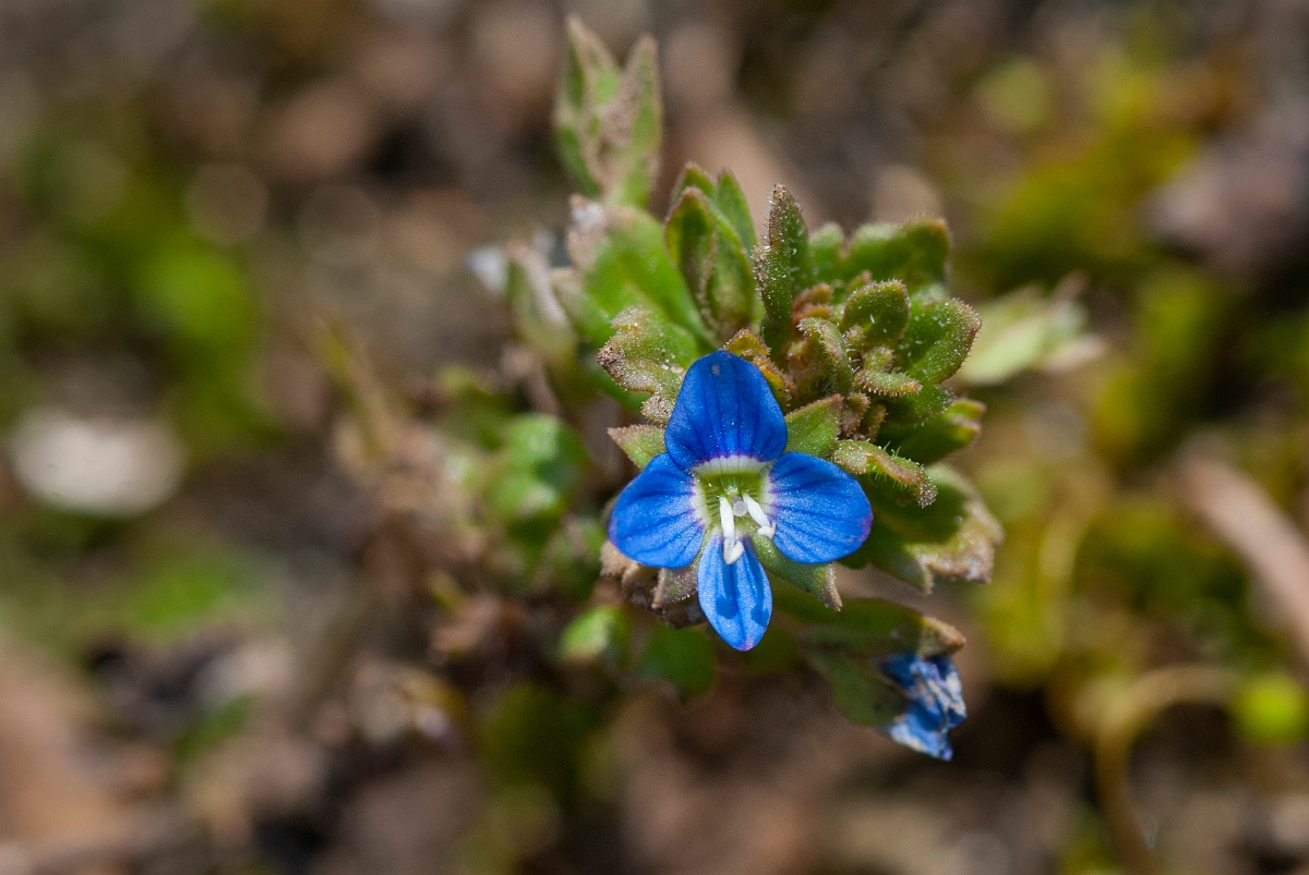 David Plant Photography - Wildlife Photography - Grey field speedwell - A.JPG - Grey field speedwell flower - Cotswolds