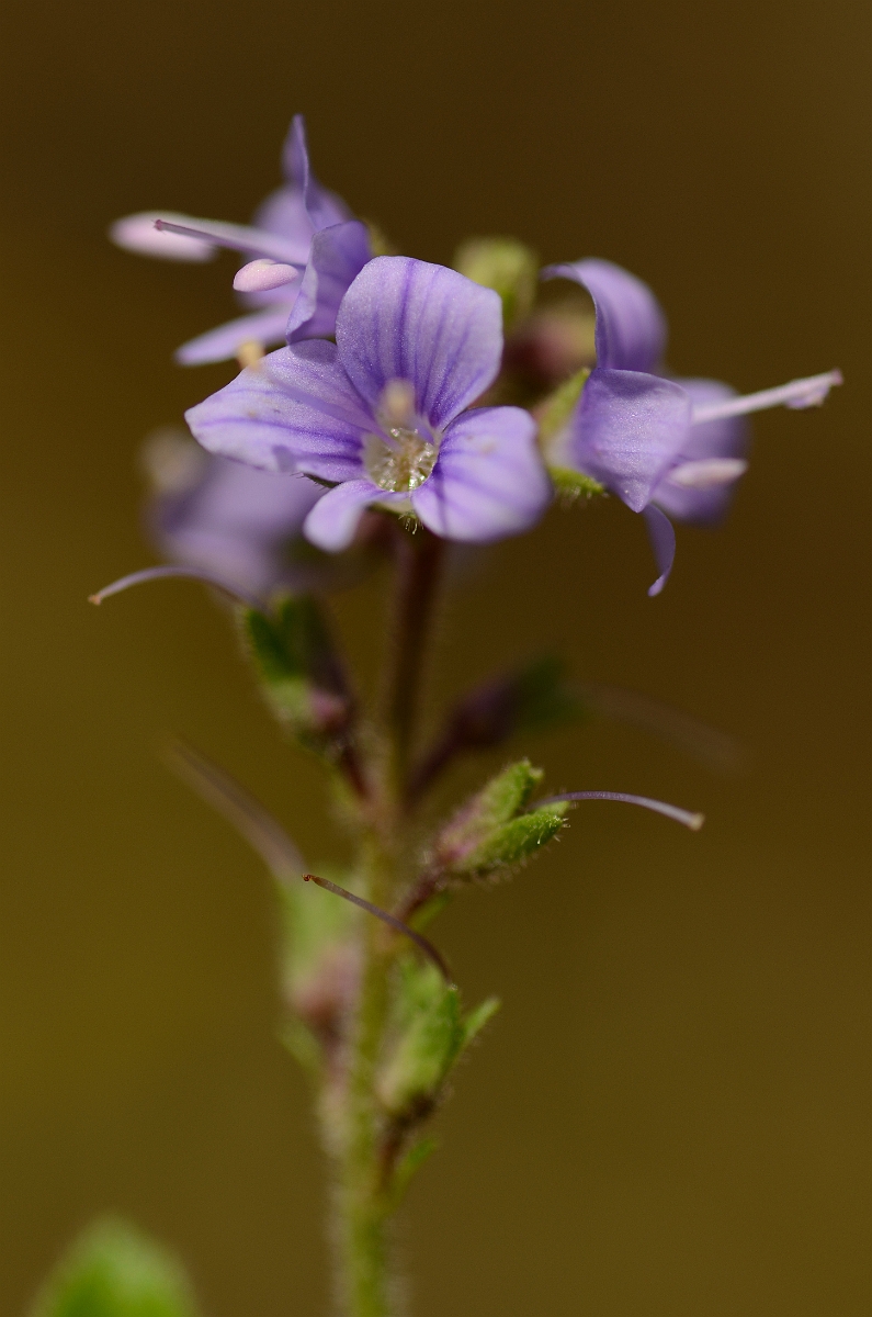 David Plant Photography - Wildlife Photography - Heath speedwell - A.jpg - Heath speedwell flowers - Rhondda Cynon Taff