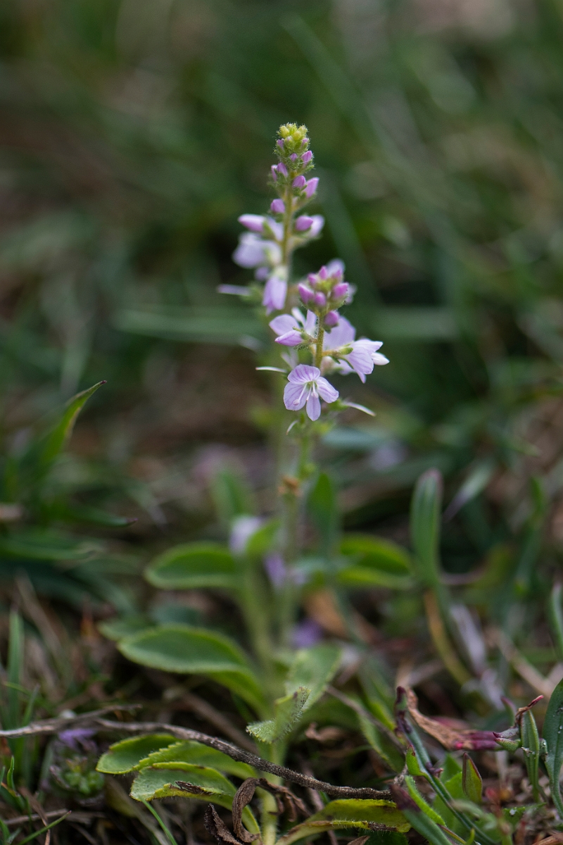 David Plant Photography - Wildlife Photography - Heath speedwell - D.JPG - Heath speedwell - Norfolk