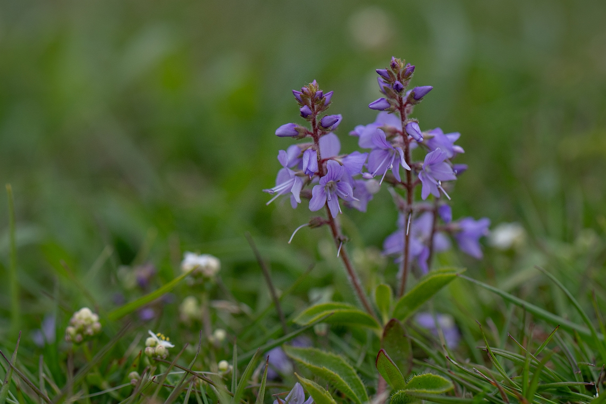 David Plant Photography - Wildlife Photography - Heath speedwell - F.jpg - Heath speedwell - Hampshire