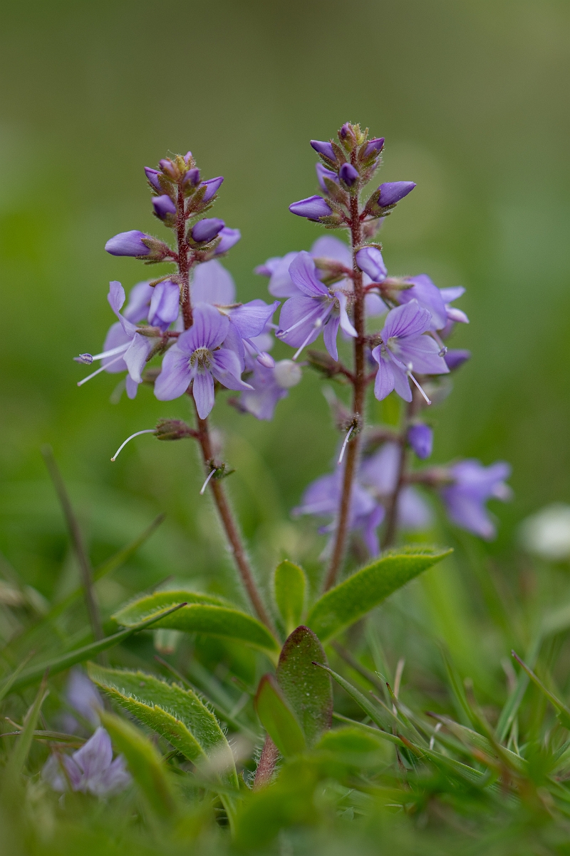 David Plant Photography - Wildlife Photography - Heath speedwell - G.jpg - Heath speedwell - Hampshire