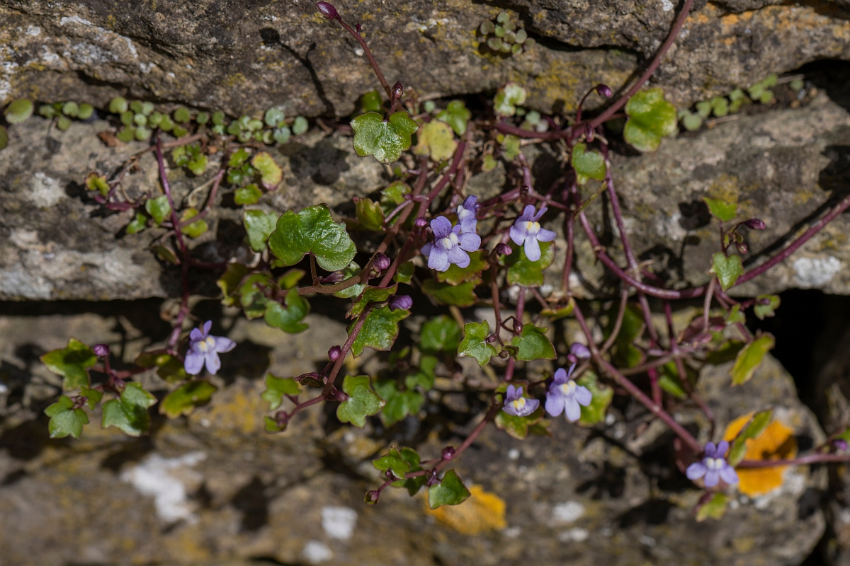 David Plant Photography - Wildlife Photography - Ivy-leaved toadflax - B.JPG - Ivy-leaved toadflax - Cotswolds