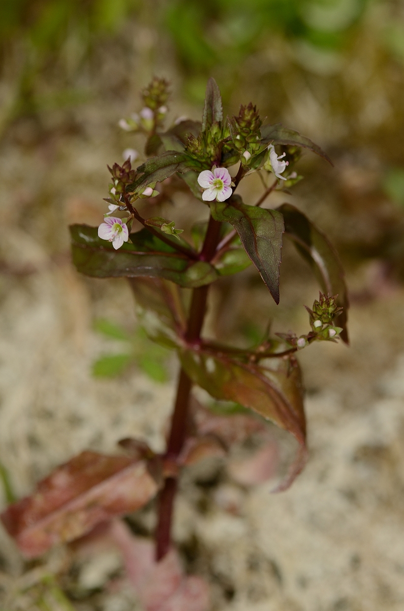 David Plant Photography - Wildlife Photography - Pink water speedwell - A.jpg - Pink water speedwell - Bedfordshire