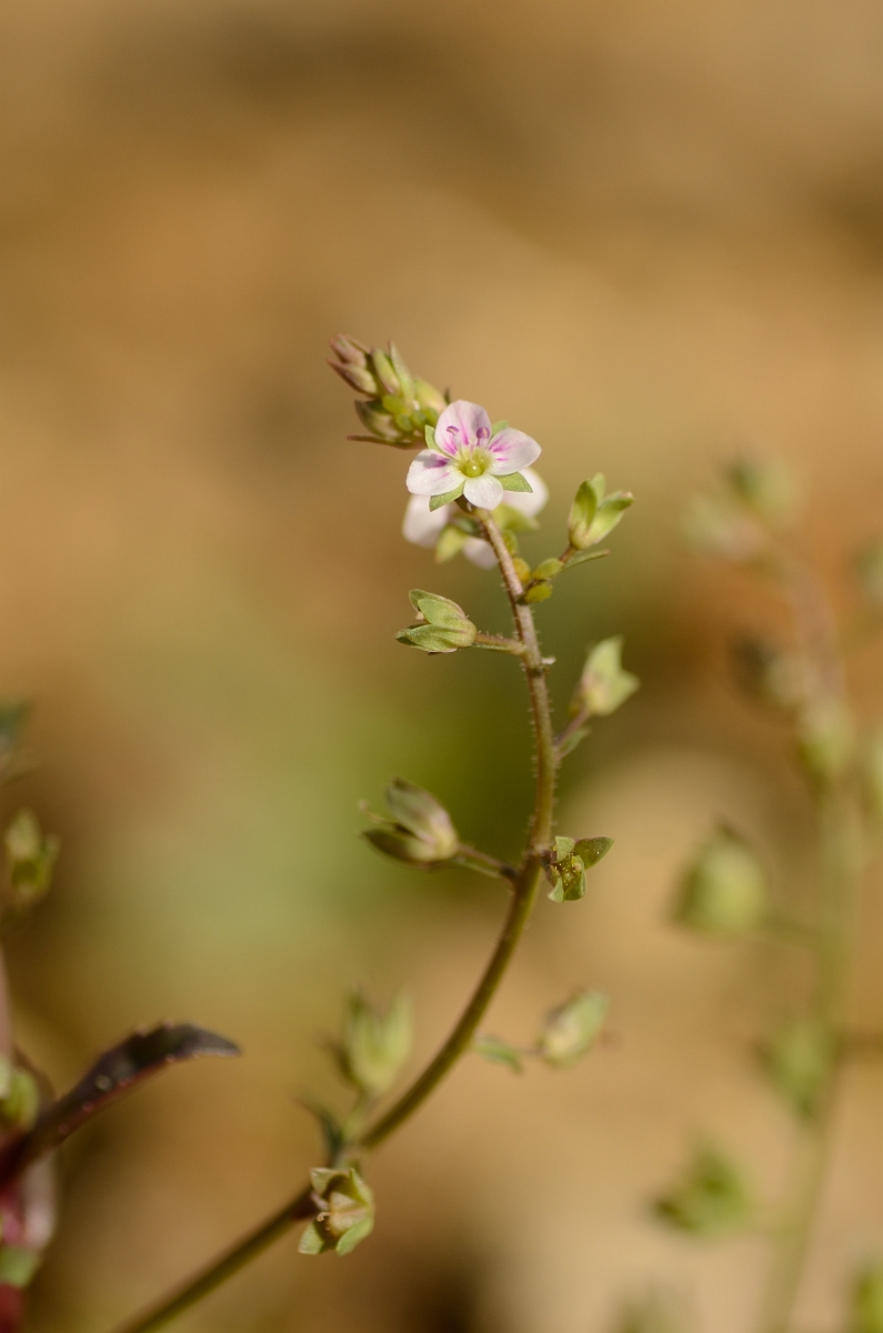 David Plant Photography - Wildlife Photography - Pink water speedwell - B.jpg - Pink water speedwell - Cambridgheshire