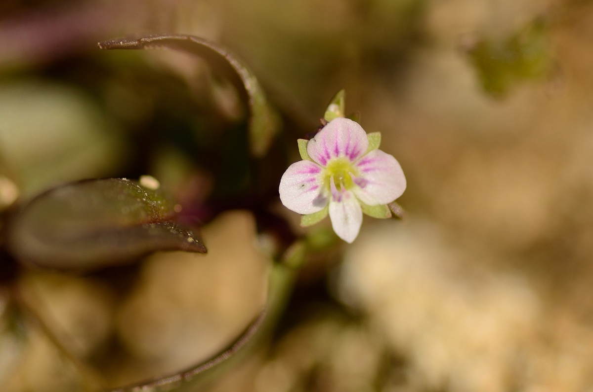 David Plant Photography - Wildlife Photography - Pink water speedwell - C.jpg - Pink water speedwell flower - Cambridgheshire