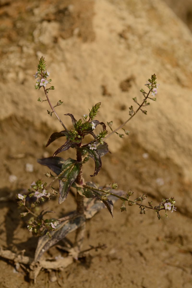 David Plant Photography - Wildlife Photography - Pink water speedwell - F.jpg - Pink water speedwell plant - Cambridgheshire