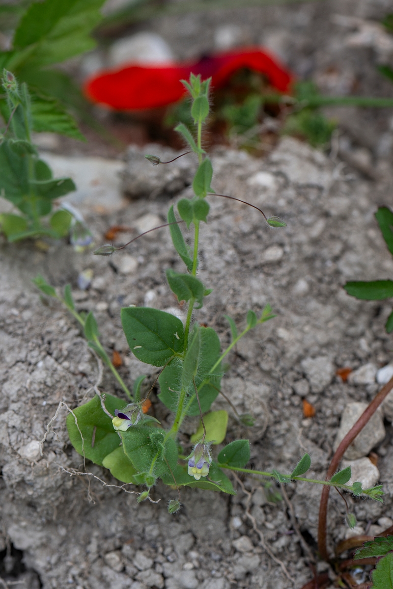 David Plant Photography - Wildlife Photography - Sharp-leaved fluellen - A.JPG - Sharp-leaved fluellen - Kent