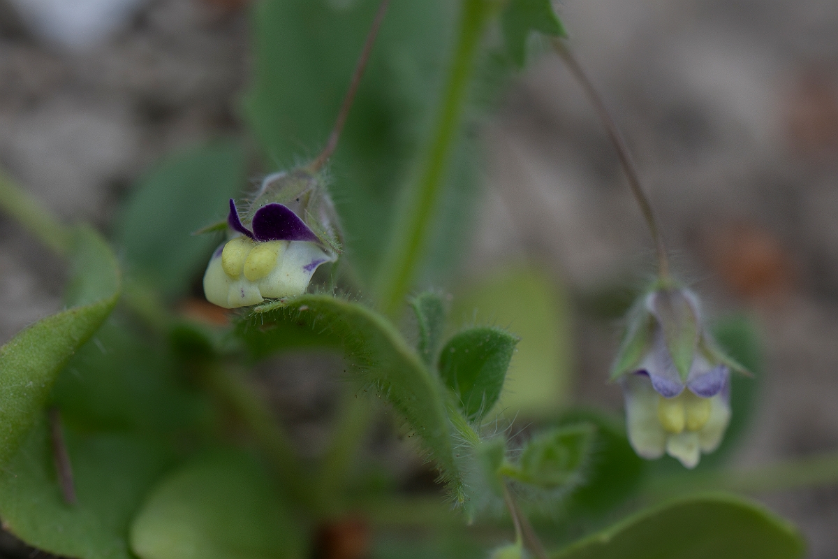David Plant Photography - Wildlife Photography - Sharp-leaved fluellen - B.JPG - Sharp-leaved fluellen - Kent
