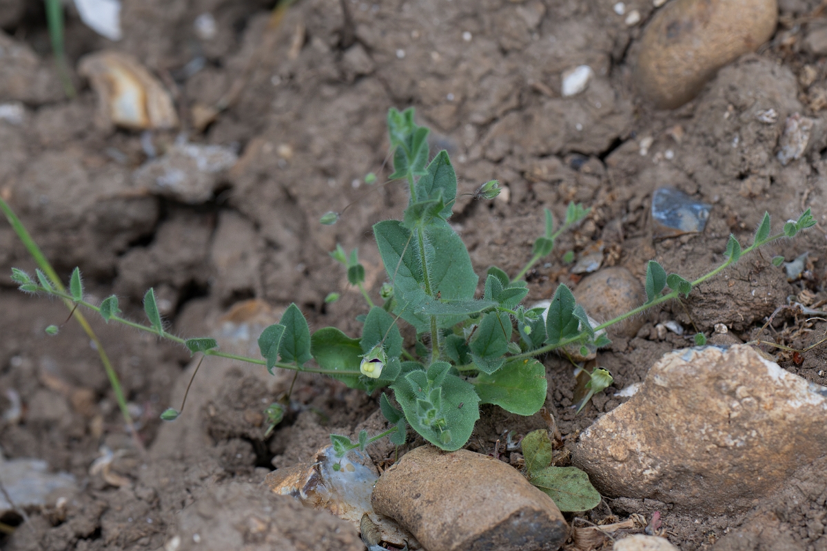David Plant Photography - Wildlife Photography - Sharp-leaved fluellen - C.JPG - Sharp-leaved fluellen - Kent