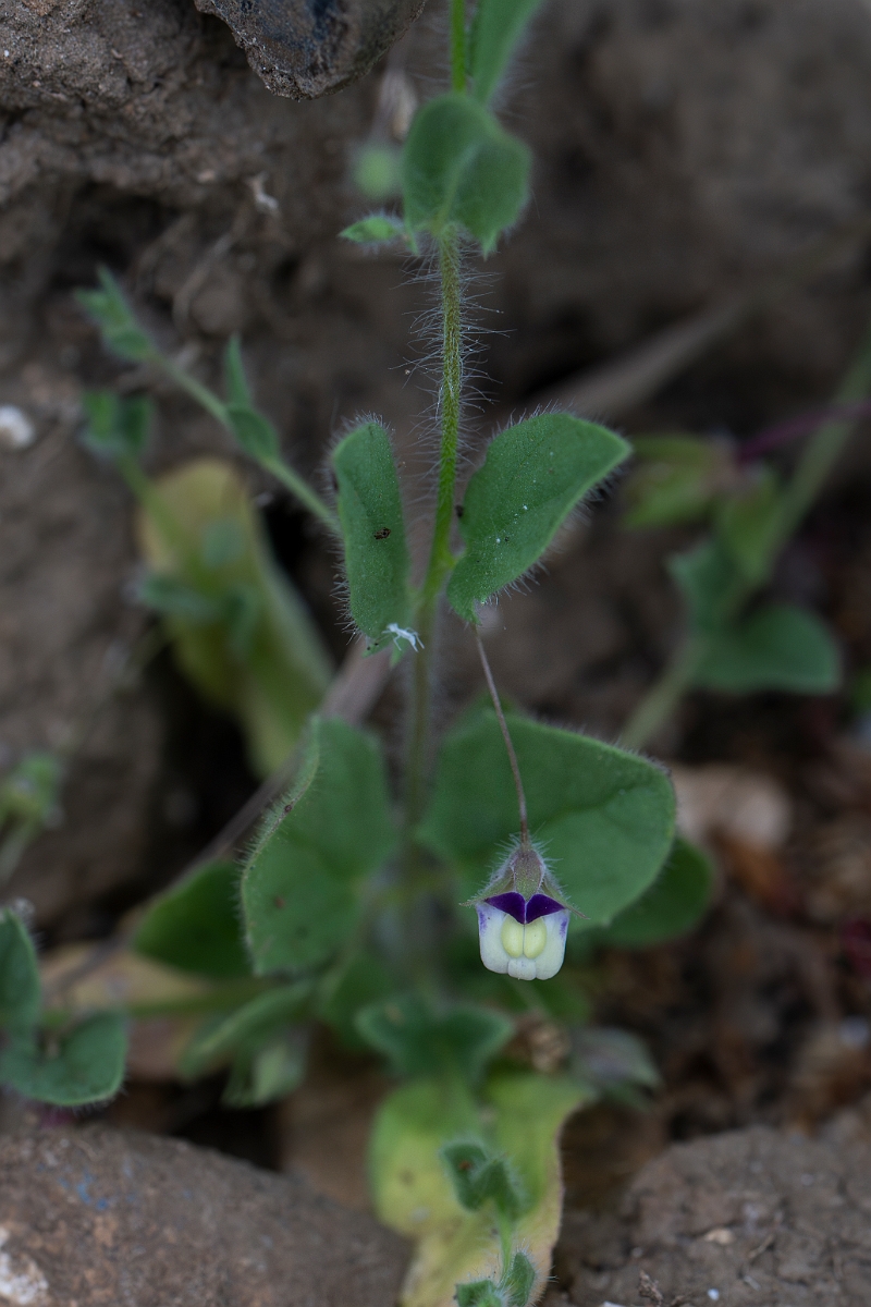 David Plant Photography - Wildlife Photography - Sharp-leaved fluellen - D.JPG - Sharp-leaved fluellen - Kent