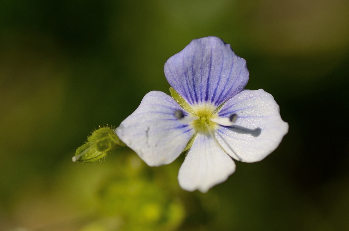 David Plant Photography - Wildlife Photography - Slender speedwell - A.jpg - Slender speedwell flower - Cotswolds
