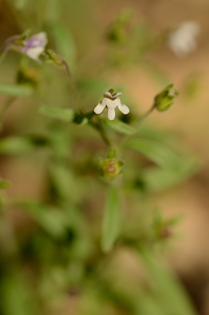 David Plant Photography - Wildlife Photography - Small toadflax - A.jpg - Small toadflax - Cotswolds
