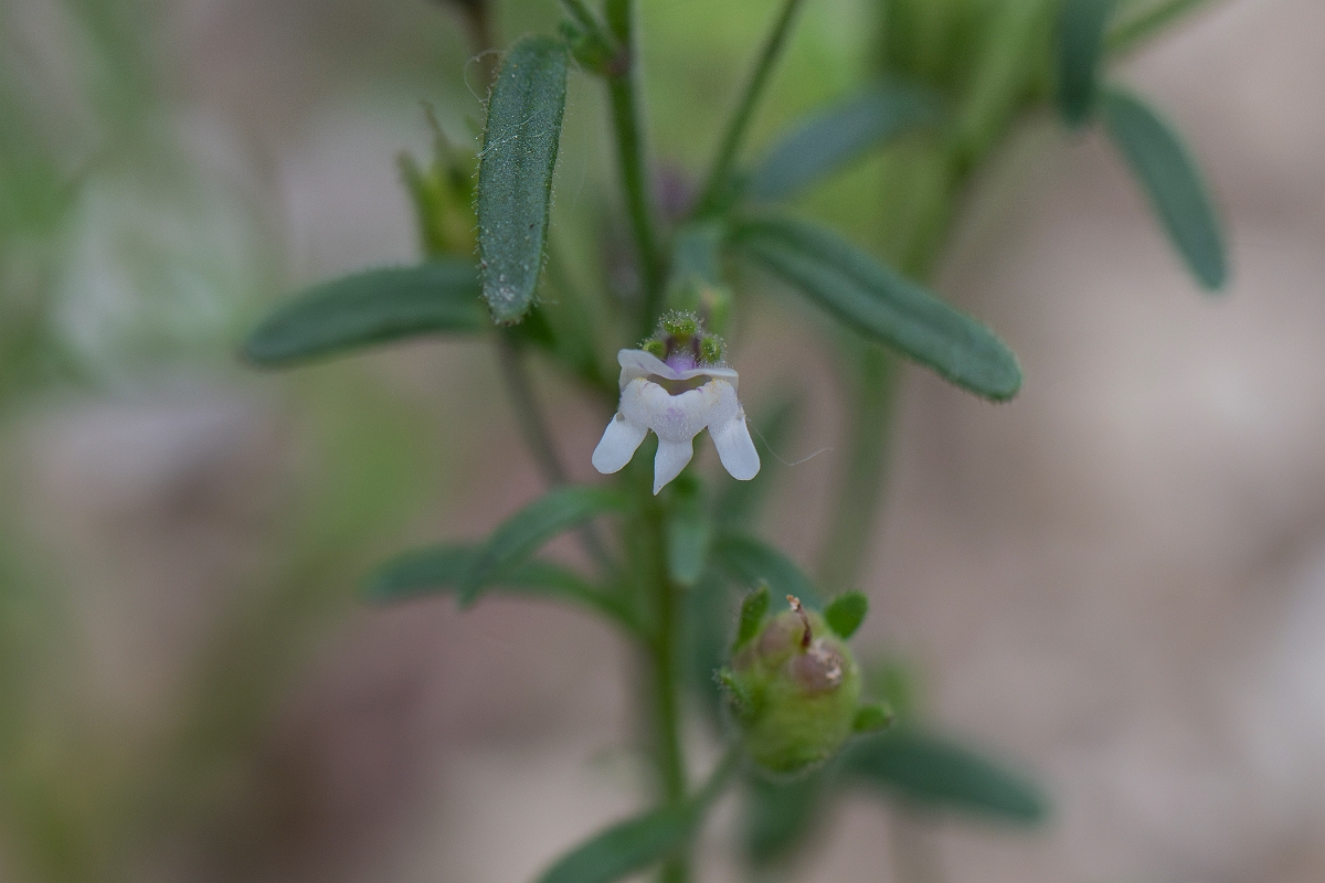 David Plant Photography - Wildlife Photography - Small toadflax - B.JPG - Small toadflax - Kent