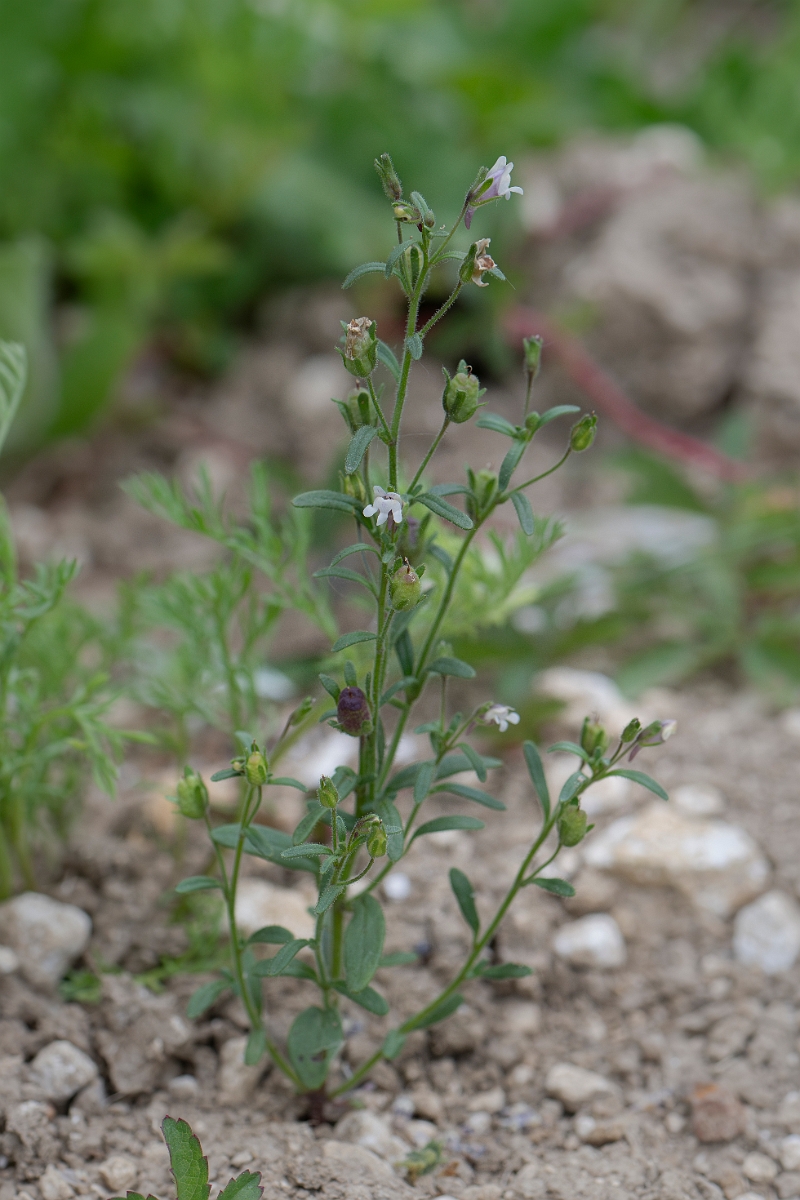 David Plant Photography - Wildlife Photography - Small toadflax - C.JPG - Small toadflax - Kent