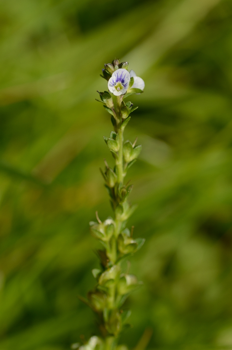 David Plant Photography - Wildlife Photography - Thyme-leaved speedwell - A.jpg - Thyme-leaved speedwell - Norfolk