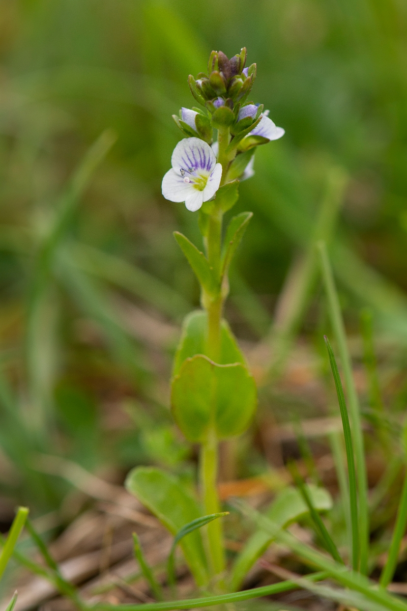 David Plant Photography - Wildlife Photography - Thyme-leaved speedwell - B.JPG - Thyme-leaved speedwell - Cambridgeshire