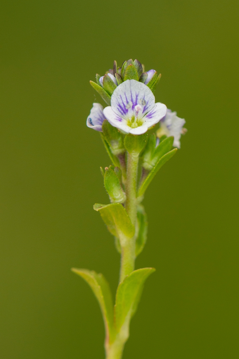 David Plant Photography - Wildlife Photography - Thyme-leaved speedwell - C.JPG - Thyme-leaved speedwell - Cambridgeshire