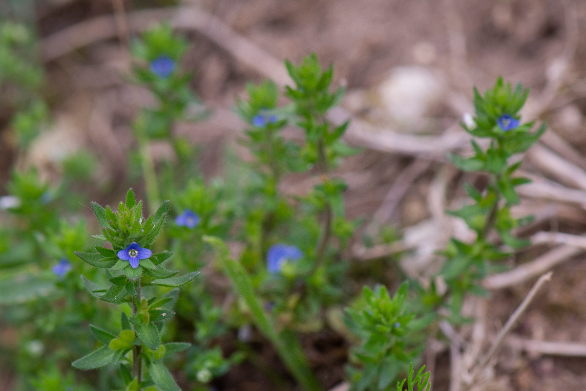 David Plant Photography - Wildlife Photography - Wall speedwell - H.JPG - Wall speedwell - Suffolk