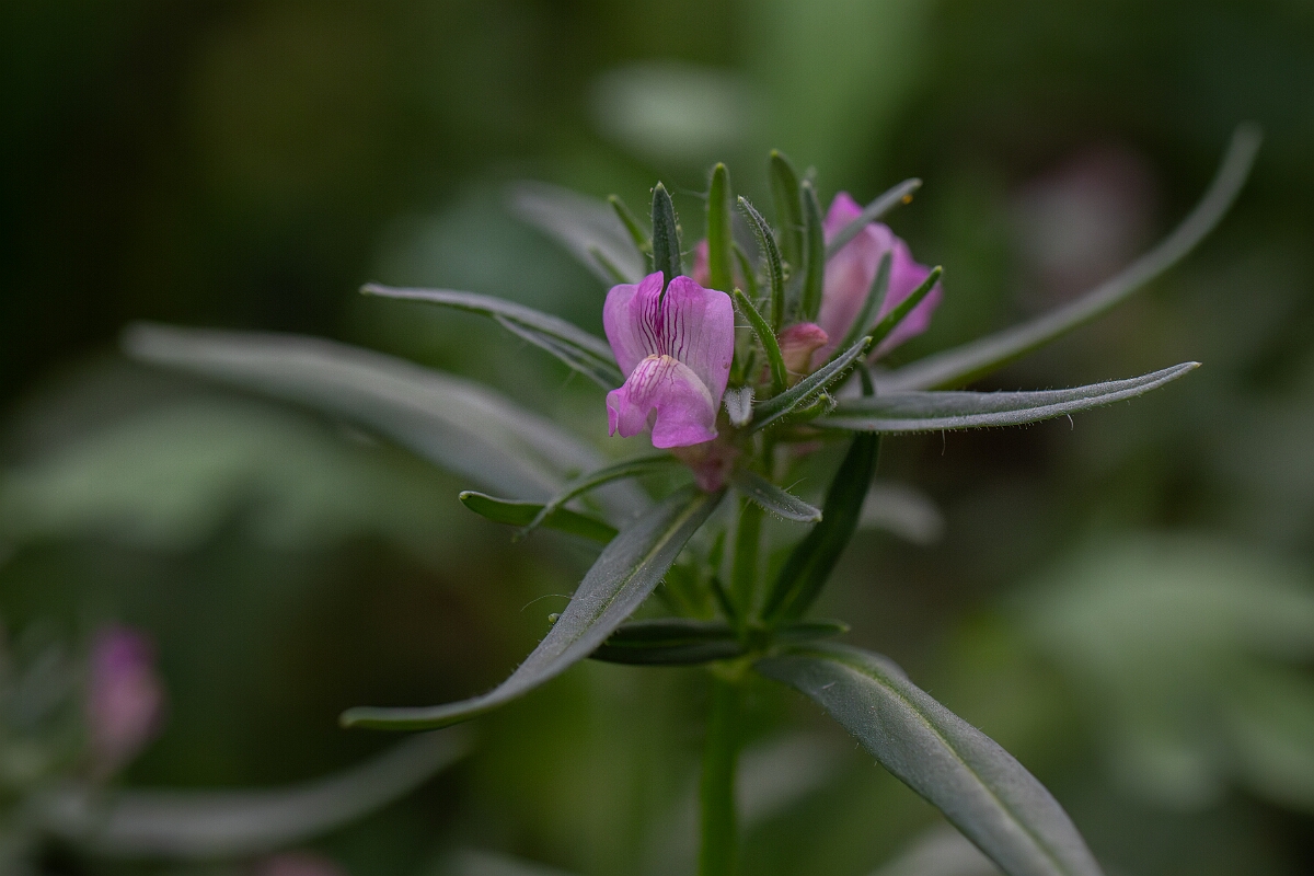 David Plant Photography - Wildlife Photography - Weasel's-snout - A.jpg - Weasel's-snout - Cambridgeshire