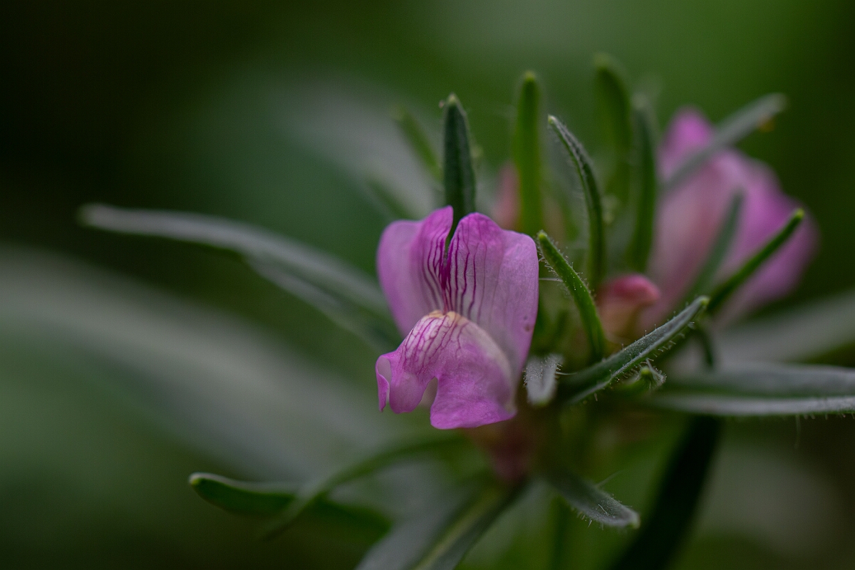 David Plant Photography - Wildlife Photography - Weasel's-snout - B.jpg - Weasel's-snout - Cambridgeshire