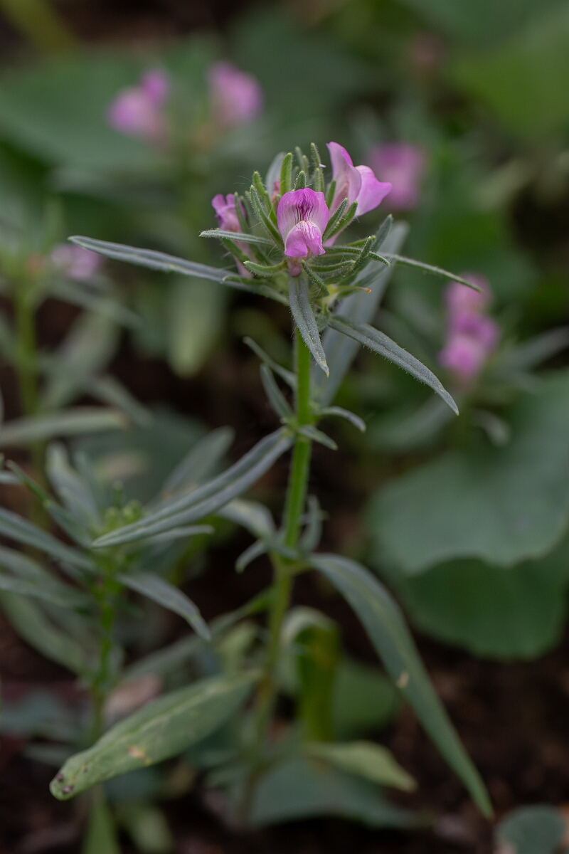 David Plant Photography - Wildlife Photography - Weasel's-snout - C.jpg - Weasel's-snout - Cambridgeshire