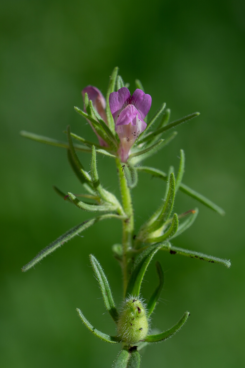 David Plant Photography - Wildlife Photography - Weasel's-snout - G.jpg - Weasel's-snout - Cambridgeshire