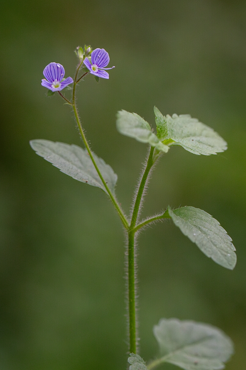 David Plant Photography - Wildlife Photography - Wood speedwell - A.jpg - Wood speedwell - Cornwall