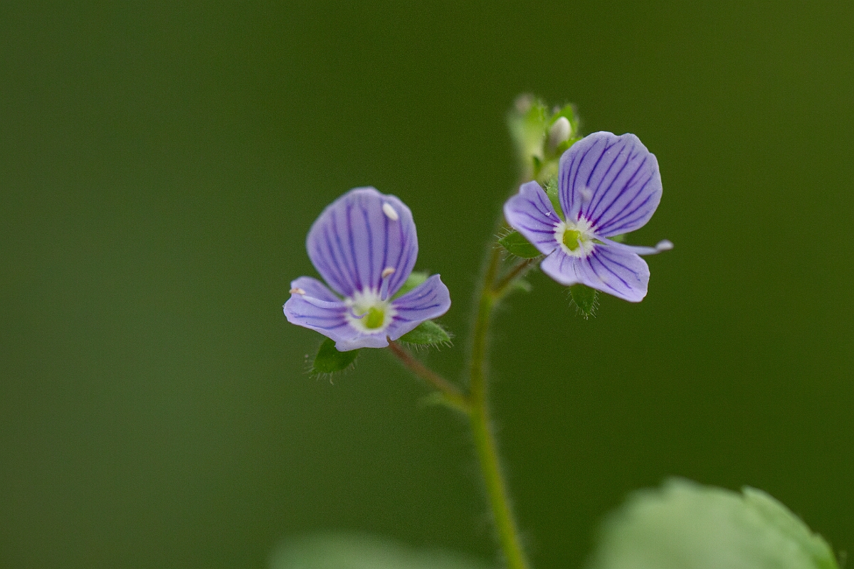 David Plant Photography - Wildlife Photography - Wood speedwell - B.jpg - Wood speedwell - Cornwall